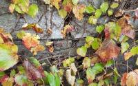 Herbstausstellung vom 9. bis 11. November 2018
